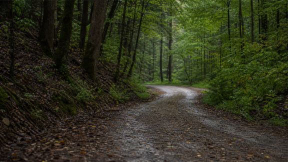 Explorer les routes forestières où la nature impose le rythme
