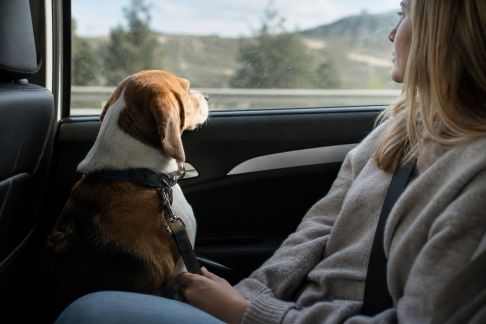 Voyager avec des animaux : conseils pratiques pour une cohabitation sereine