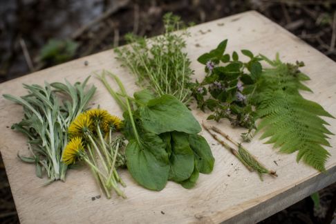 Sept plantes sauvages utiles pour améliorer votre confort au campement