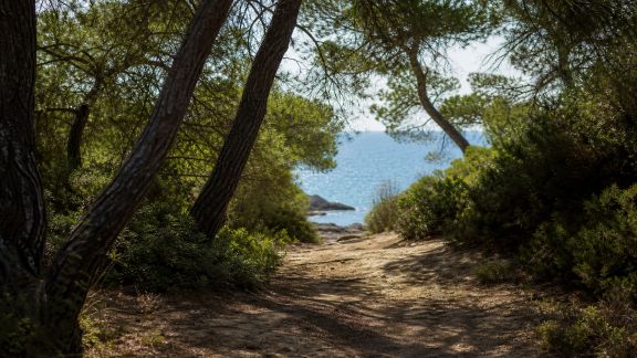 Astuces pour mêler balnéaire et découverte de forêts méditerranéennes